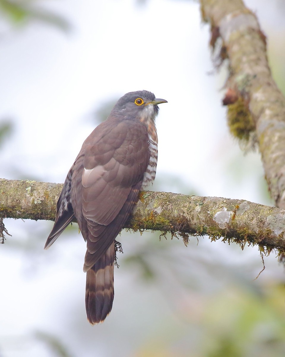 Large Hawk-cuckoo (Hierococcyx sparverioides)