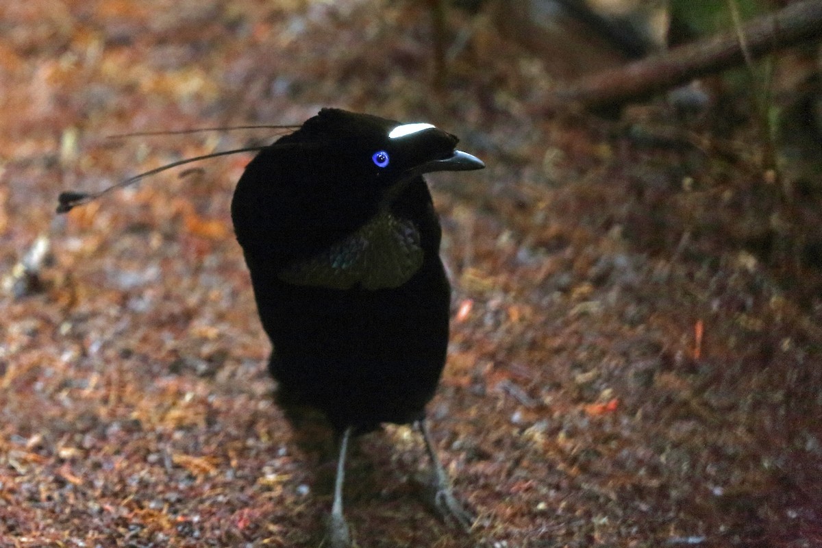 Strahlenparadiesvogel (Parotia sefilata)