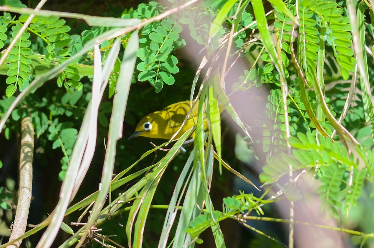 Yellowish White-eye (Zosterops nigrorum)
