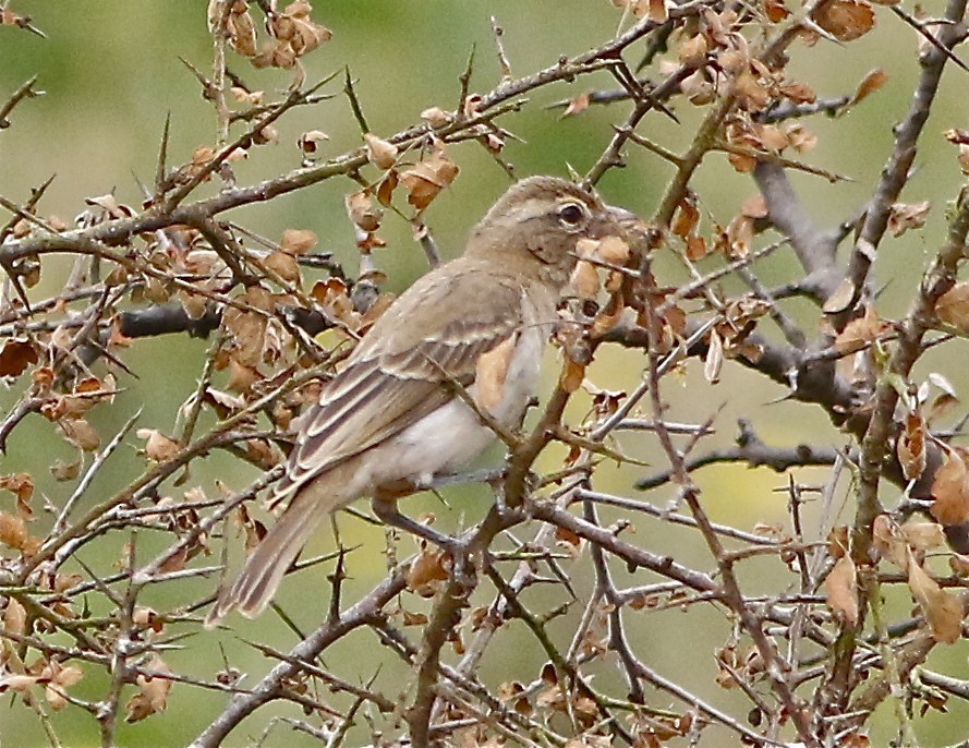 Yellow-spotted bush sparrow
