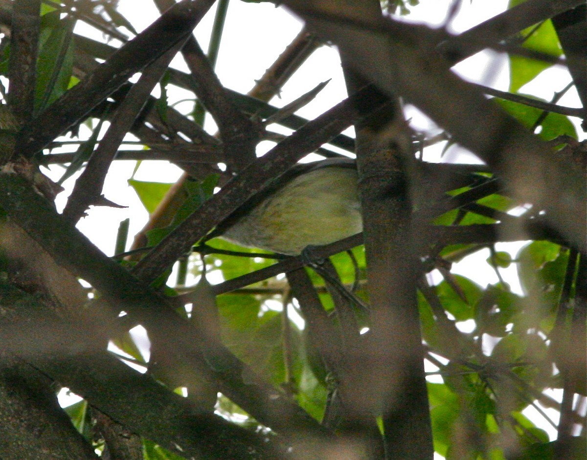 紋頂蟻鷯 (Terenura maculata)