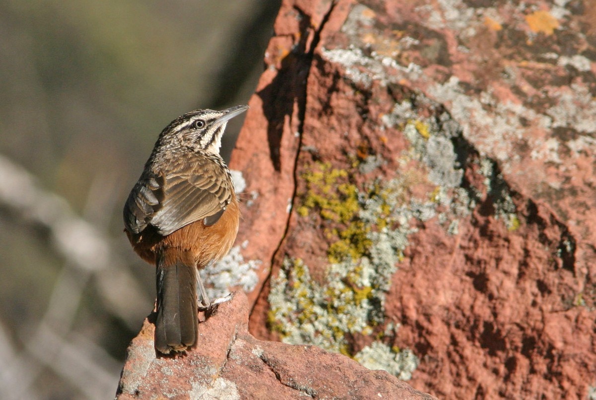 Rockrunners (Achaetops)