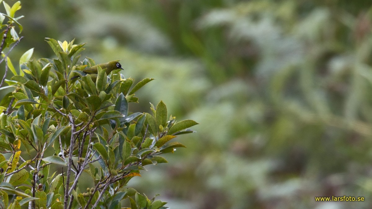 Arfakbrilvogel (Zosterops fuscicapilla)