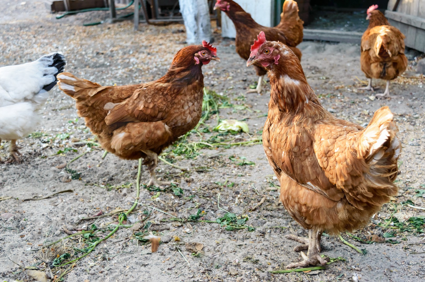 Lohmann Brown Chicken (Gallus gallus domesticus 'Lohmann Brown')