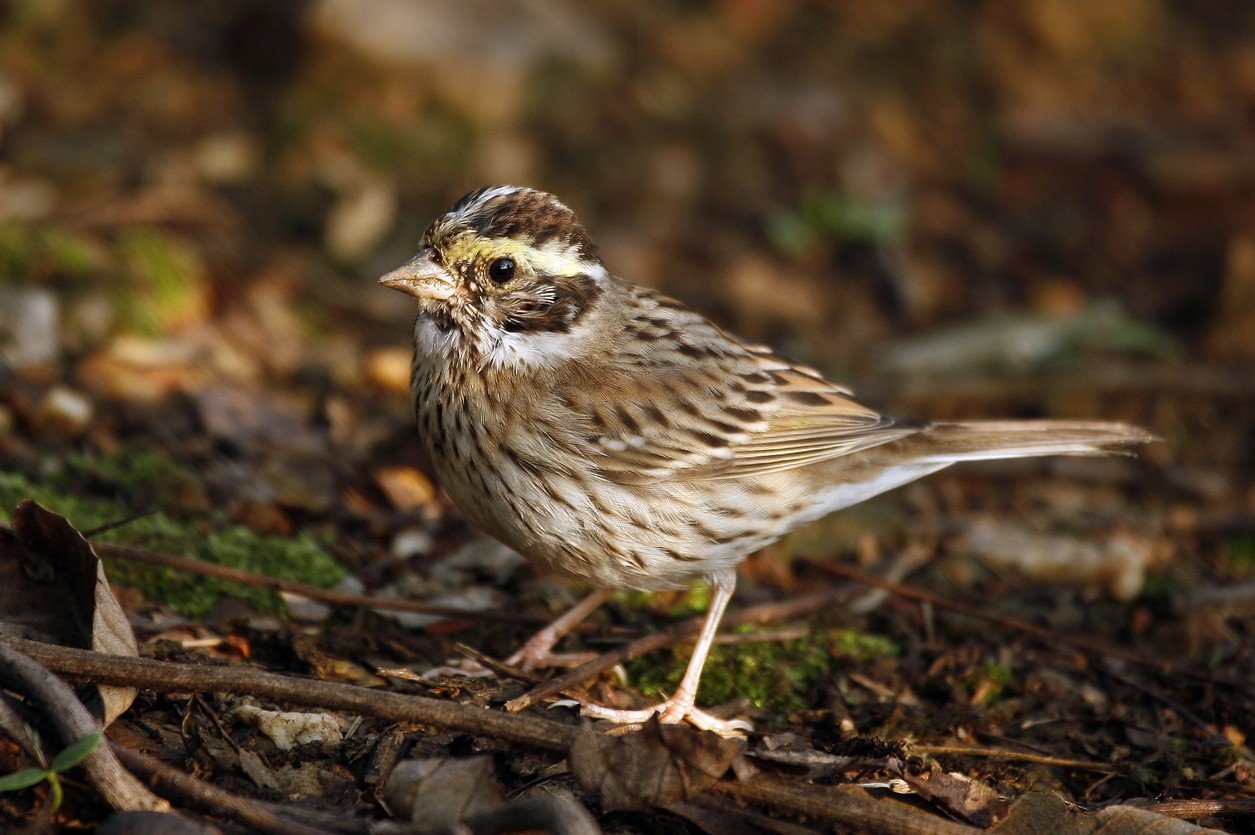 노랑눈썹멧새 (Emberiza chrysophrys) - Picture Bird