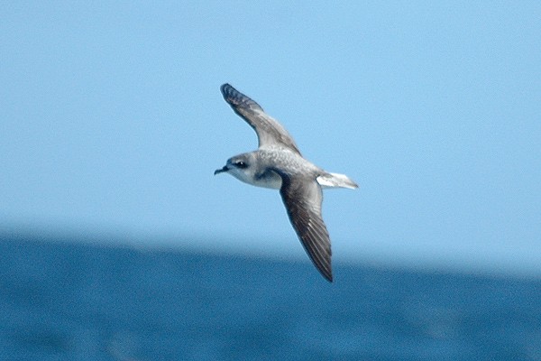 큰날개제비슴새속 (Pterodroma) Picture Bird