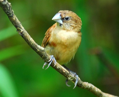 Capuchinos (Lonchura) - Picture Bird