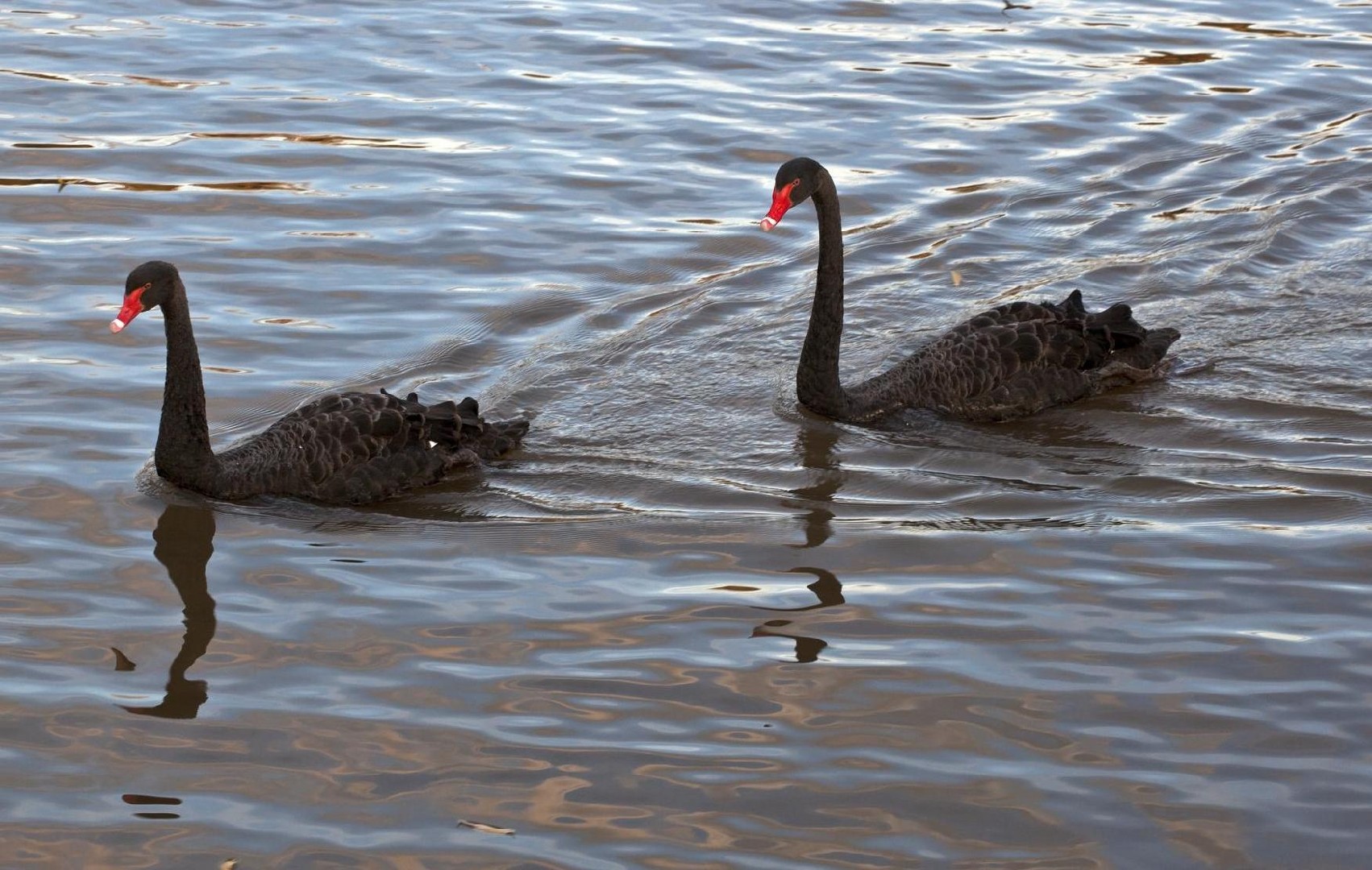 コクチョウ 黒鳥 Cygnus Atratus Picture Bird