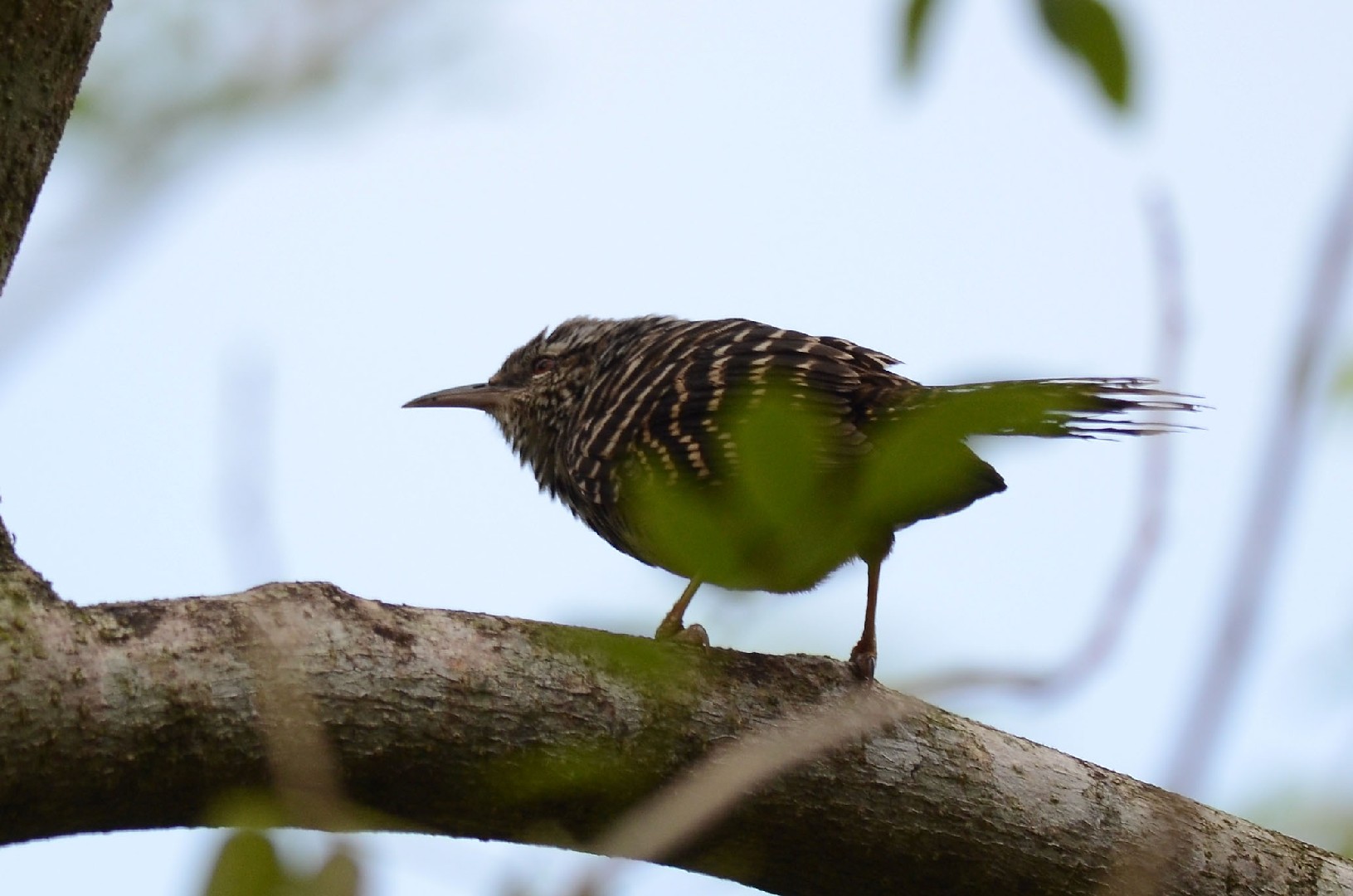 Matracas (Campylorhynchus) - Picture Bird