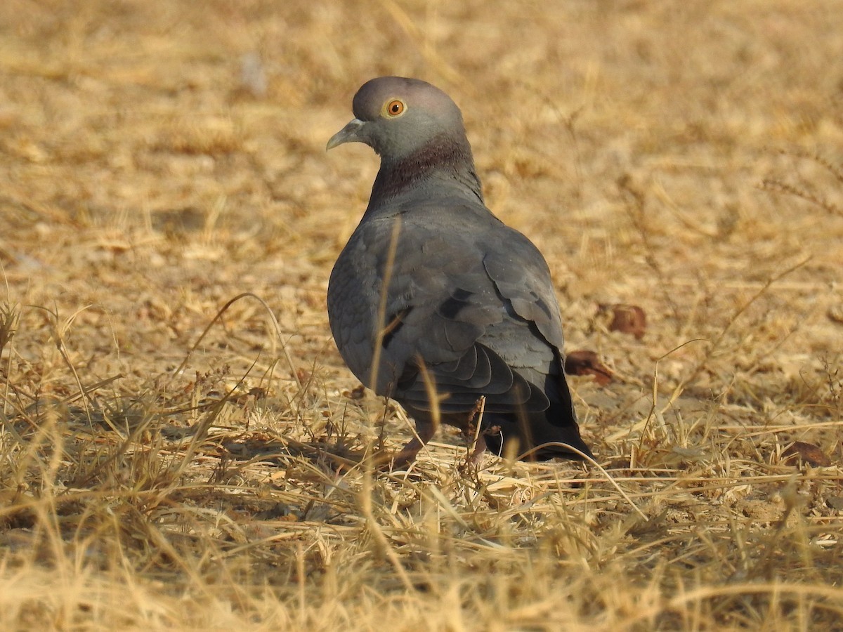 Бурый голубь (Columba eversmanni) - Picture Bird