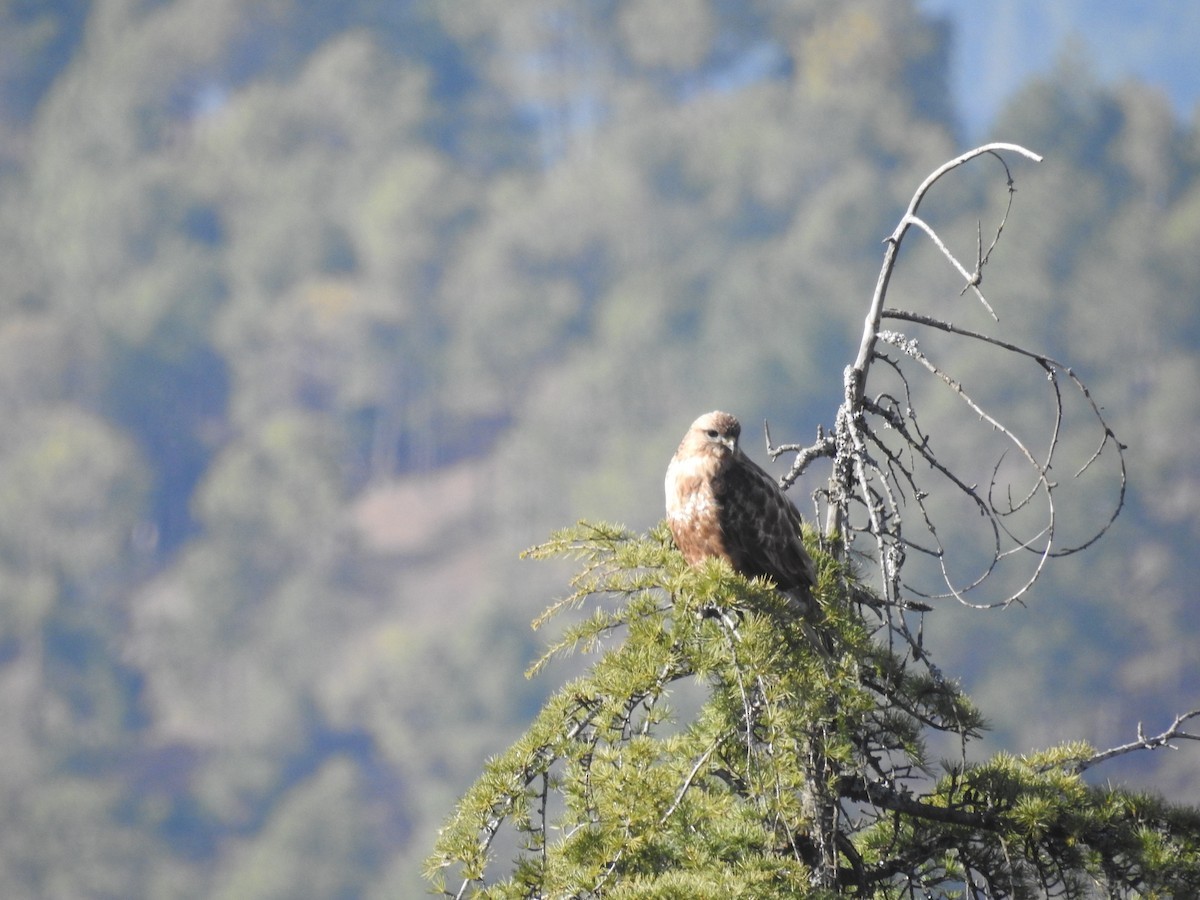 ノスリ属 Buteo Picture Bird ノスリ属 Buteo Picture Bird