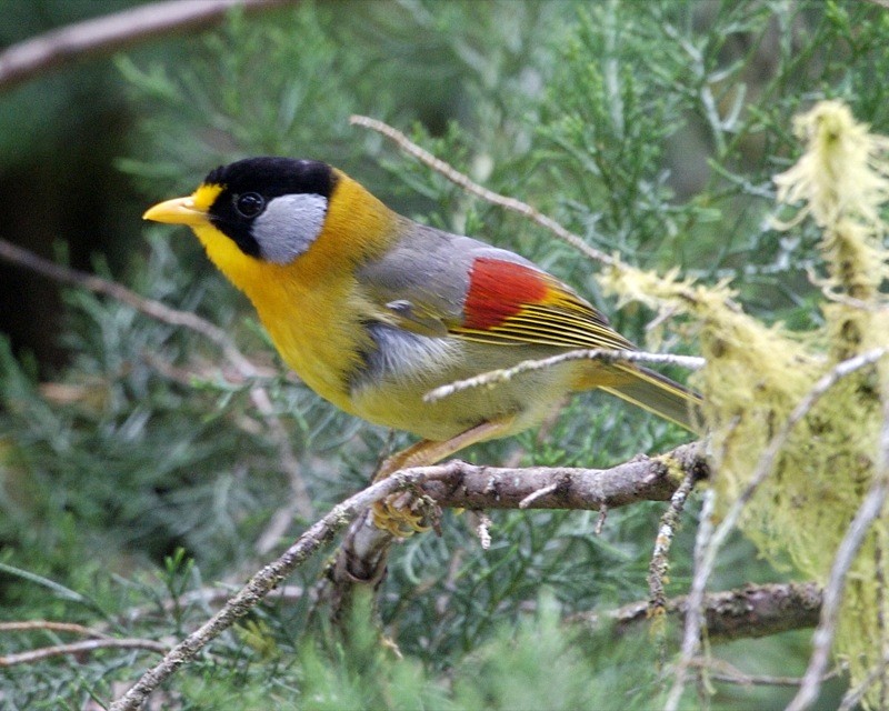 Leiótrix cariblanco (Leiothrix argentauris) Picture Bird