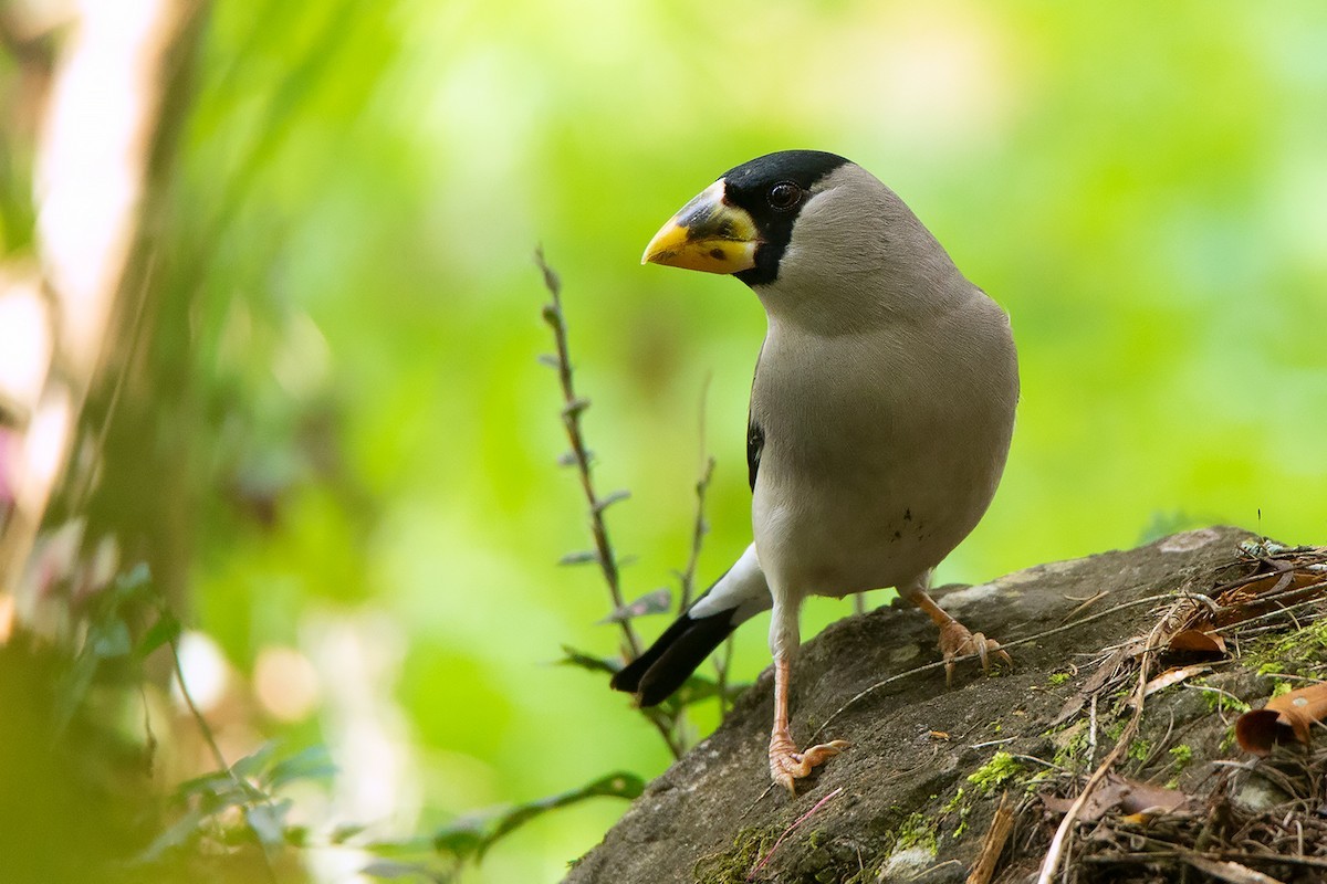 イカル Eophona Personata Picture Bird
