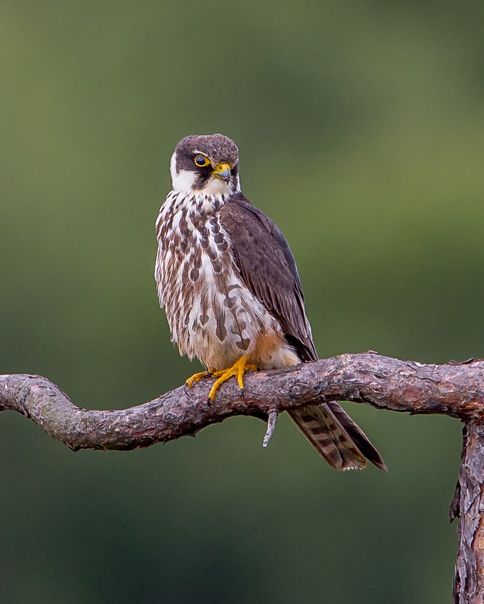 Чеглок (Falco subbuteo) - Picture Bird
