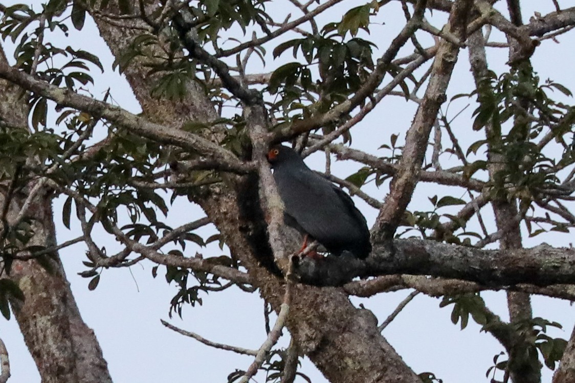 Caracolero plomizo (Helicolestes hamatus) Picture Bird