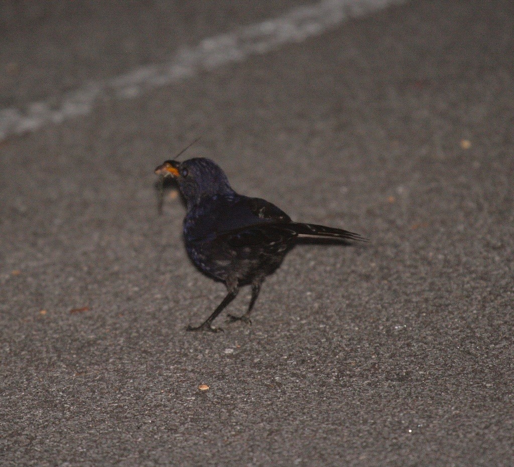 Myophonus (Myophonus) Picture Bird