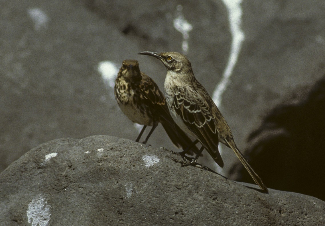 マネシツグミ属 Mimus Picture Bird