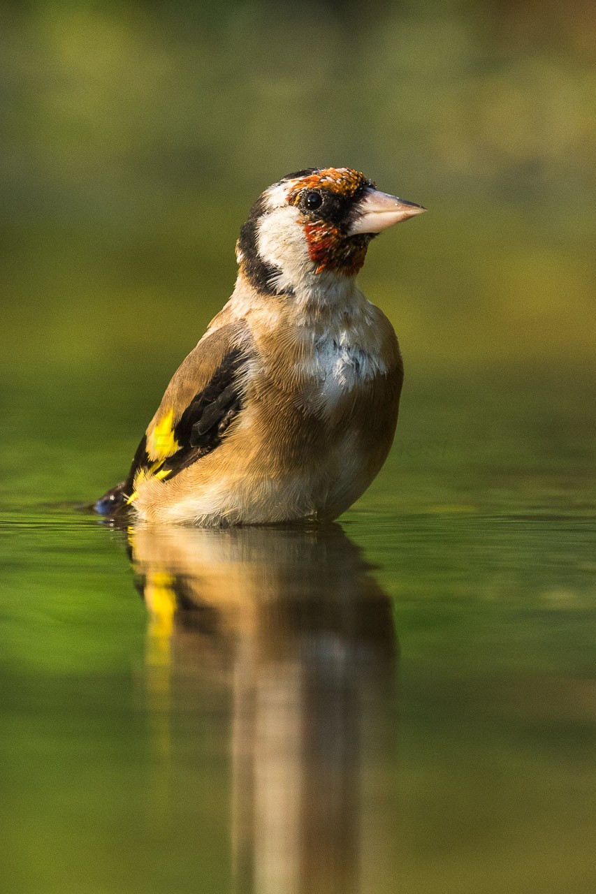 Щеглы (Carduelis) - Picture Bird
