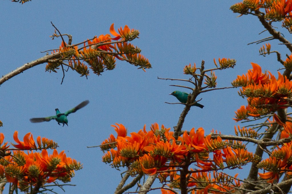 Dacnis (Dacnis) Picture Bird