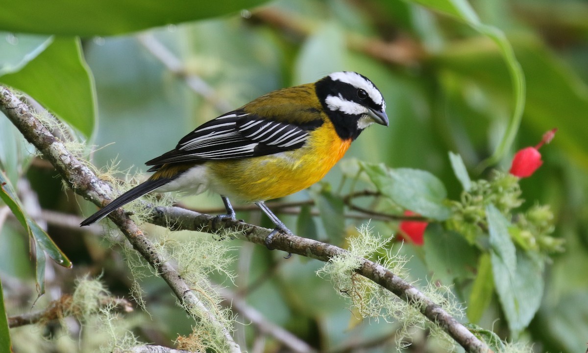 Spindalis (Spindalis) Picture Bird