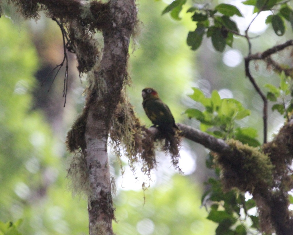 Cotorra catana (Pyrrhura hoffmanni) - Picture Bird