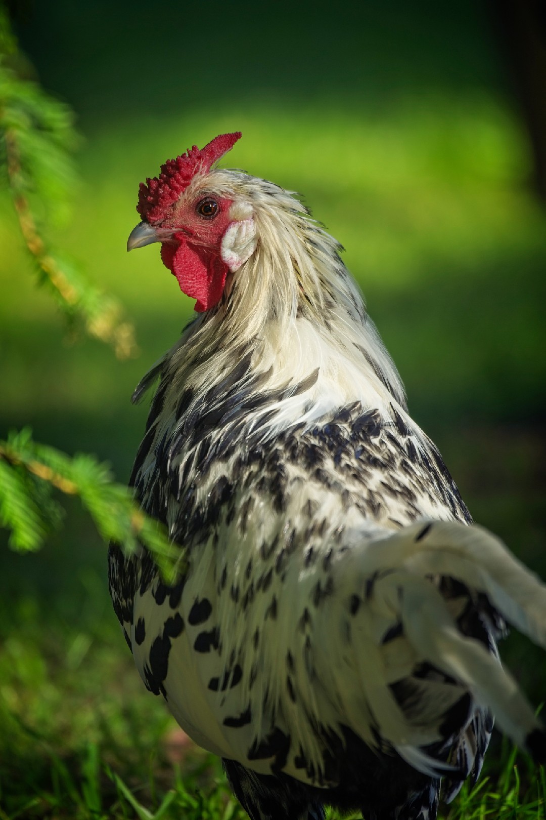 Gallus Gallus Domesticus Hamburg Gallus Gallus Domesticus Hamburg Picture Bird