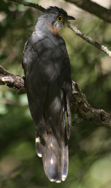 Cucos (Cuculus) - Picture Bird