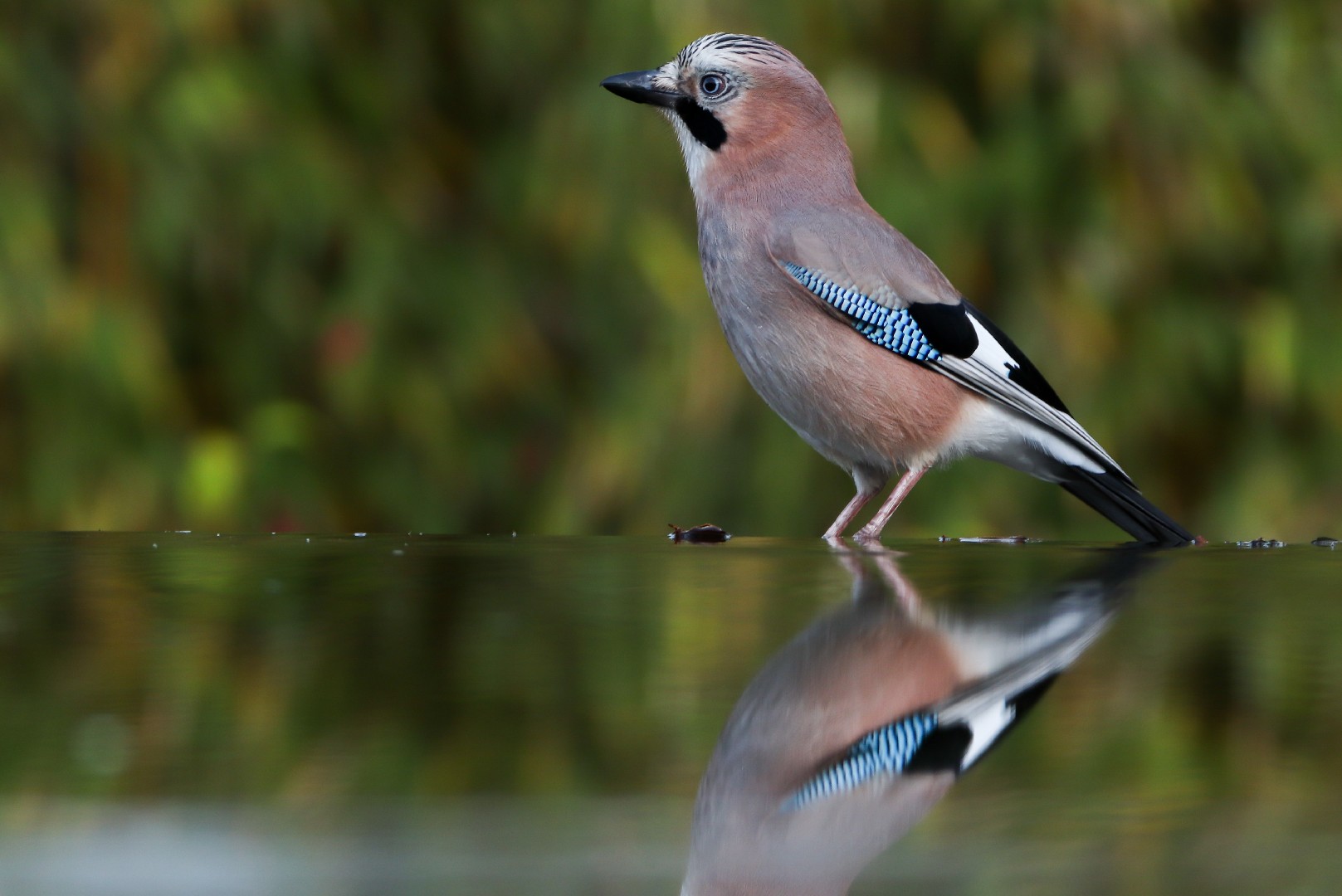 Garrulus Glandarius Glandarius Garrulus Glandarius Glandarius Picture Bird