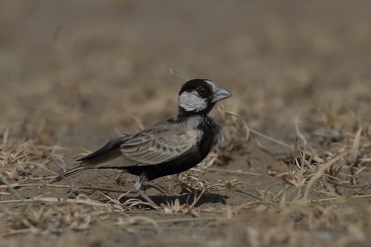 Terrera negrita (Eremopterix nigriceps) Picture Bird