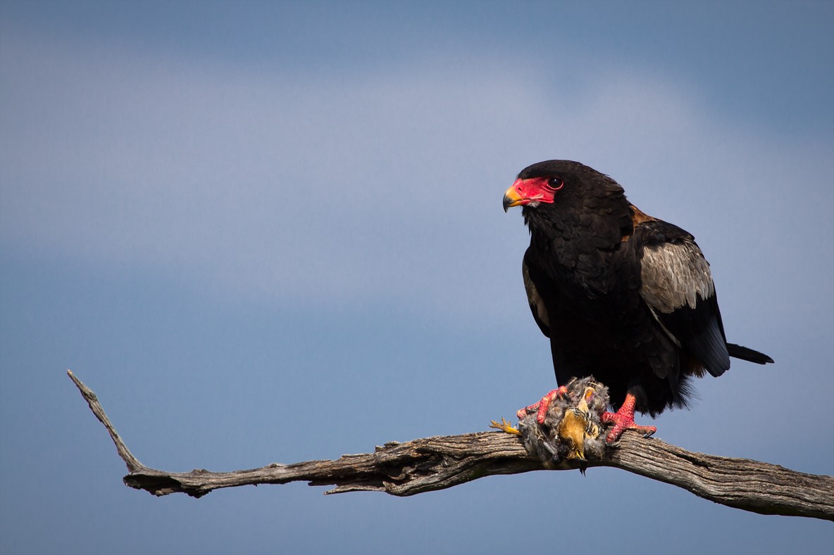 Águila volatinera (Terathopius ecaudatus) - Picture Bird