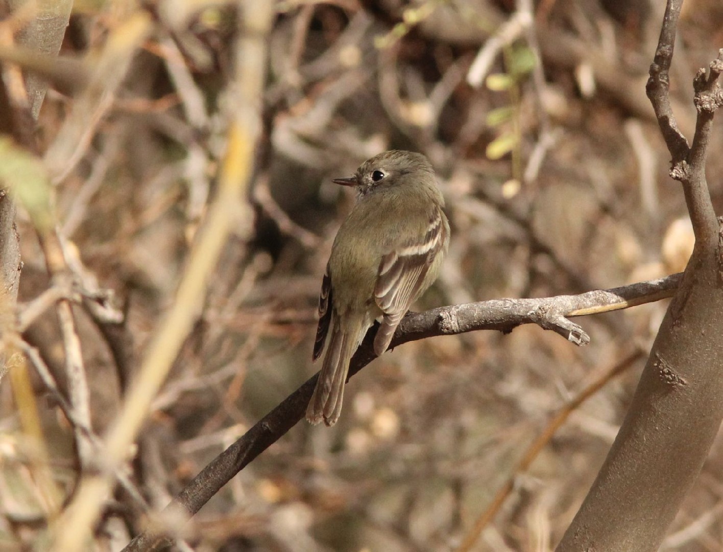 Еловый эмпидонакс (Empidonax hammondii) Picture Bird