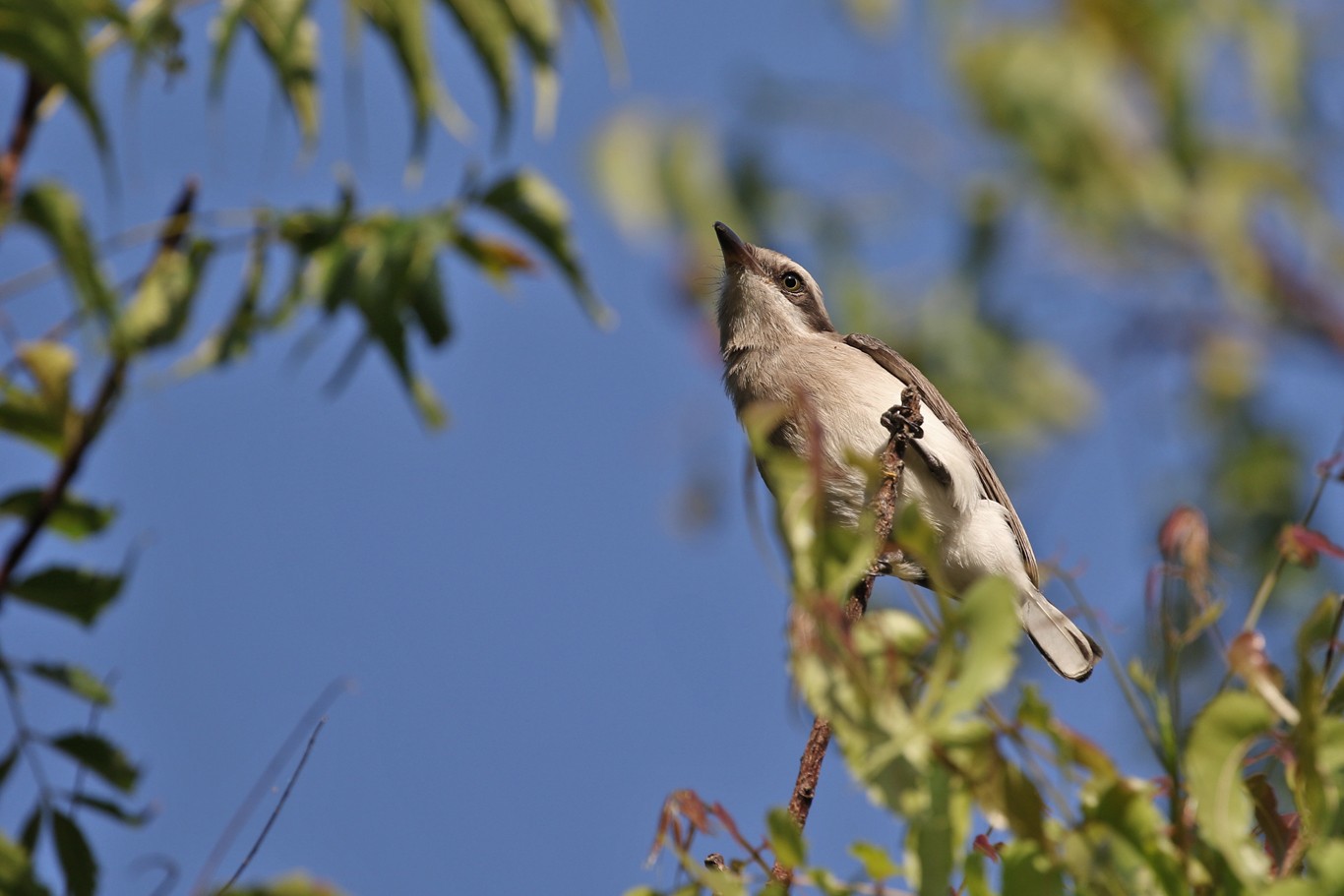 Ceniciento de ceilán (Tephrodornis affinis) - Picture Bird