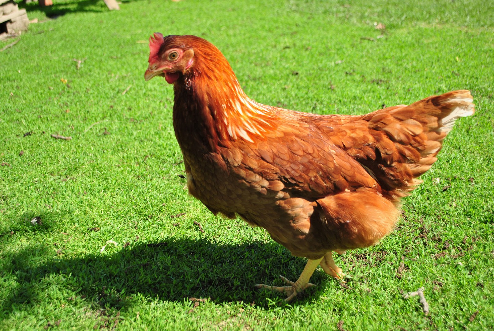 Gallus gallus domesticus 'Rhode Island Red' (Gallus gallus domesticus 'Rhode Island Red')