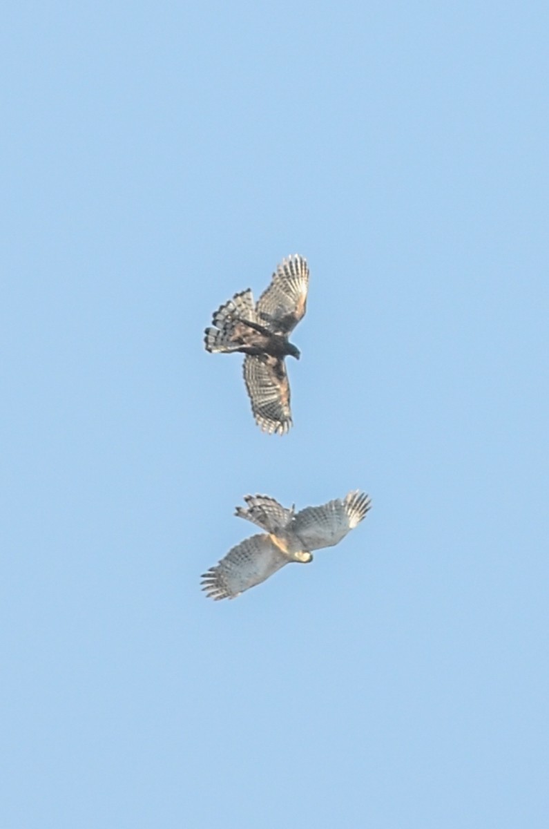 フィリピンクマタカ Nisaetus Philippensis Picture Bird