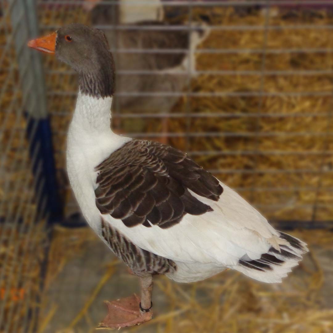 Anser anser domesticus 'Alsatian' (Anser anser domesticus 'Alsatian')