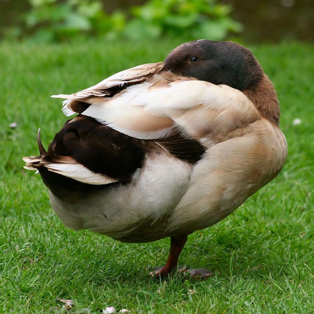 Anas platyrhynchos domesticus 'Campbell' (Anas platyrhynchos domesticus 'Campbell')