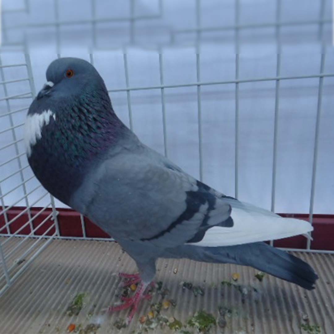 Columba livia domesticus 'Alsace Cropper' (Columba livia domesticus 'Alsace Cropper')