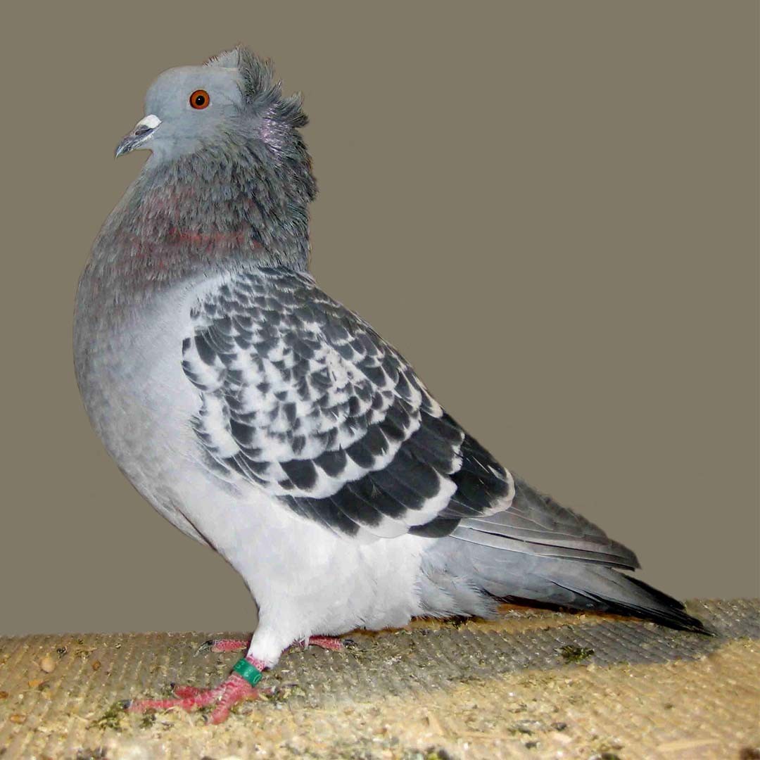 Columba livia domesticus 'Crested Soultz' (Columba livia domesticus 'Crested Soultz')