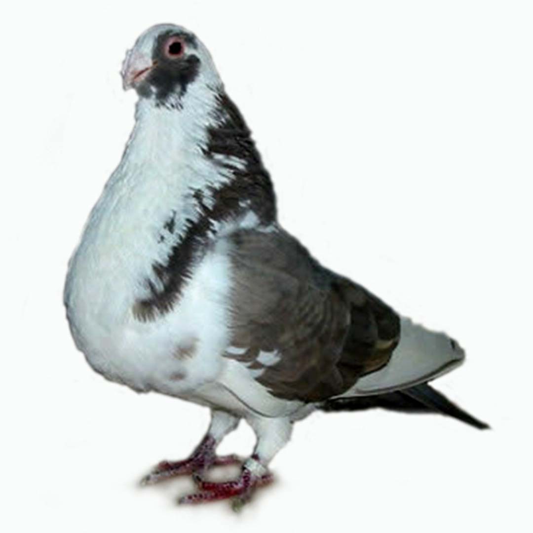 Columba livia domesticus 'Granadino Pouter' (Columba livia domesticus 'Granadino Pouter')