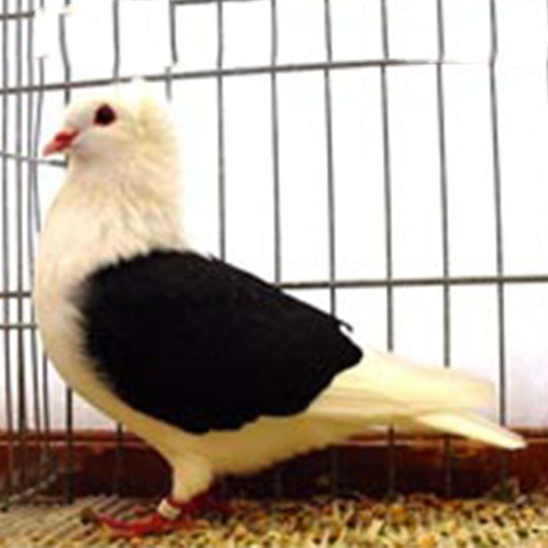 Columba livia domesticus 'South German Shield' (Columba livia domesticus 'South German Shield')