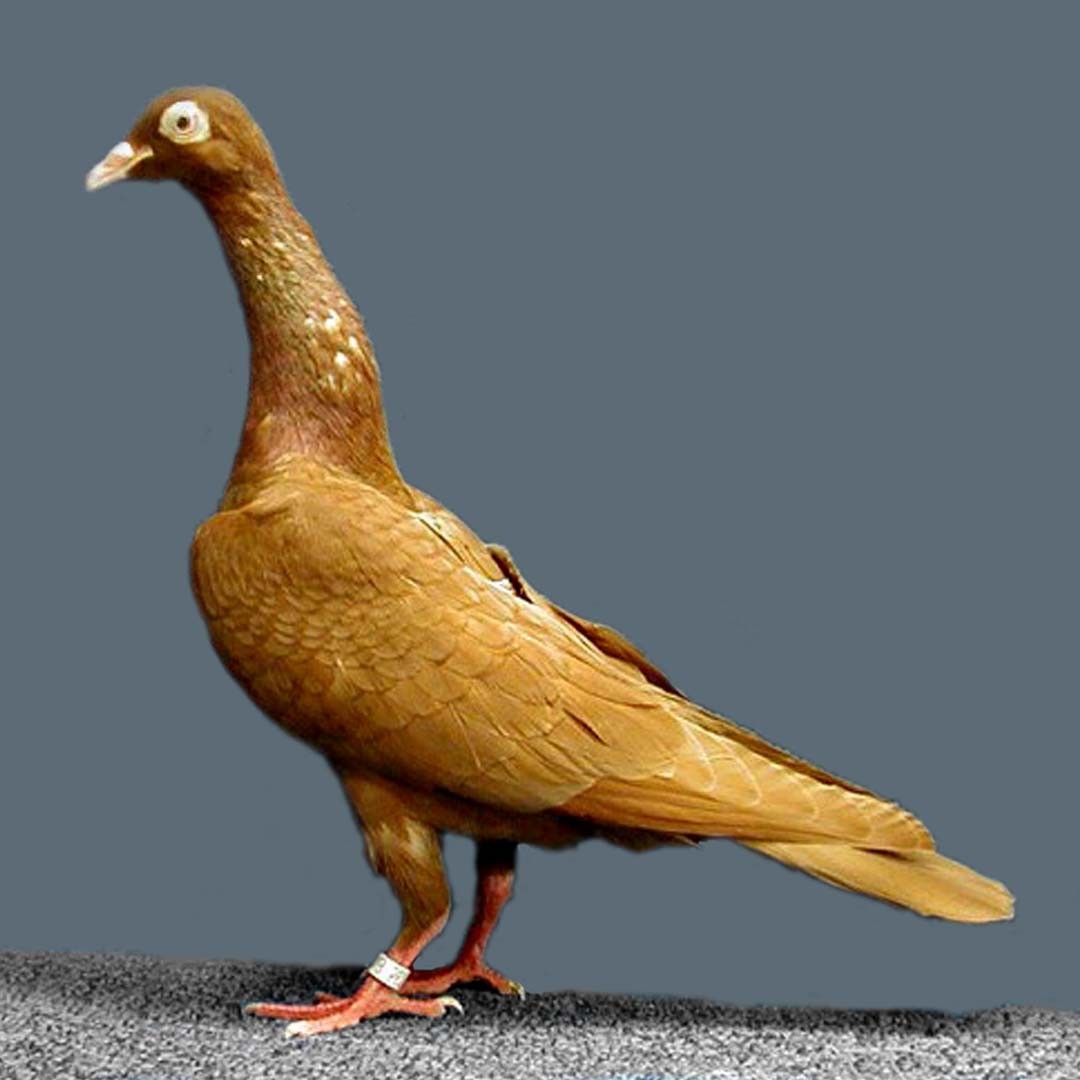 Columba livia domesticus 'Stargard Shaker' (Columba livia domesticus 'Stargard Shaker')