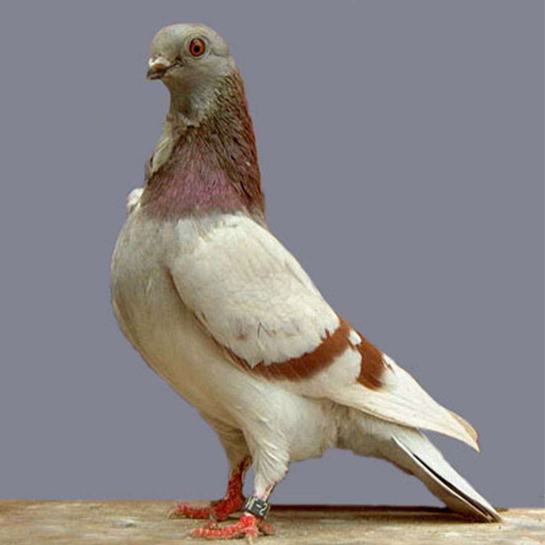 Columba livia domesticus 'Valencian Figurita' (Columba livia domesticus 'Valencian Figurita')