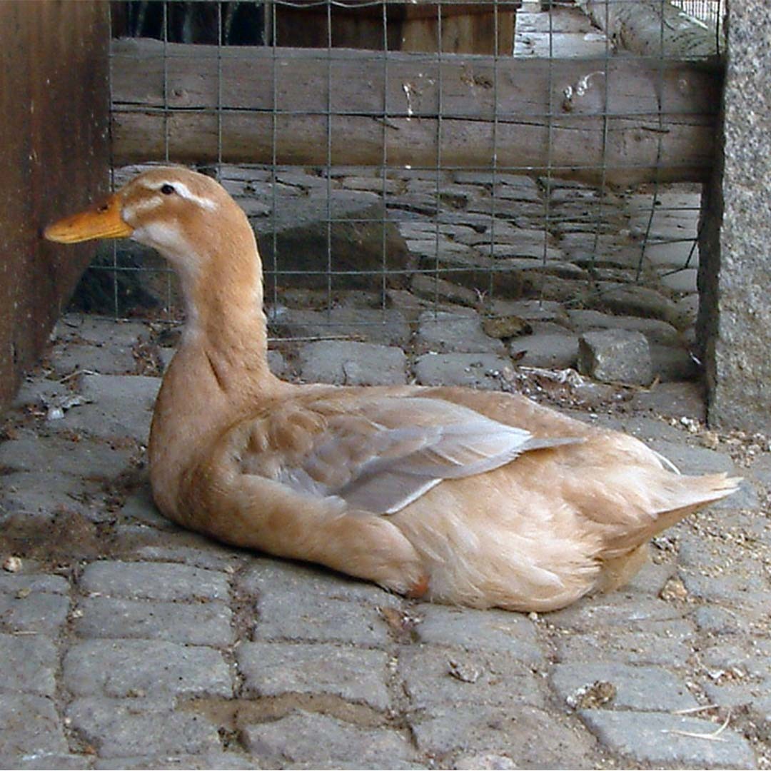 Anas platyrhynchos domesticus 'Saxony' (Anas platyrhynchos domesticus 'Saxony')