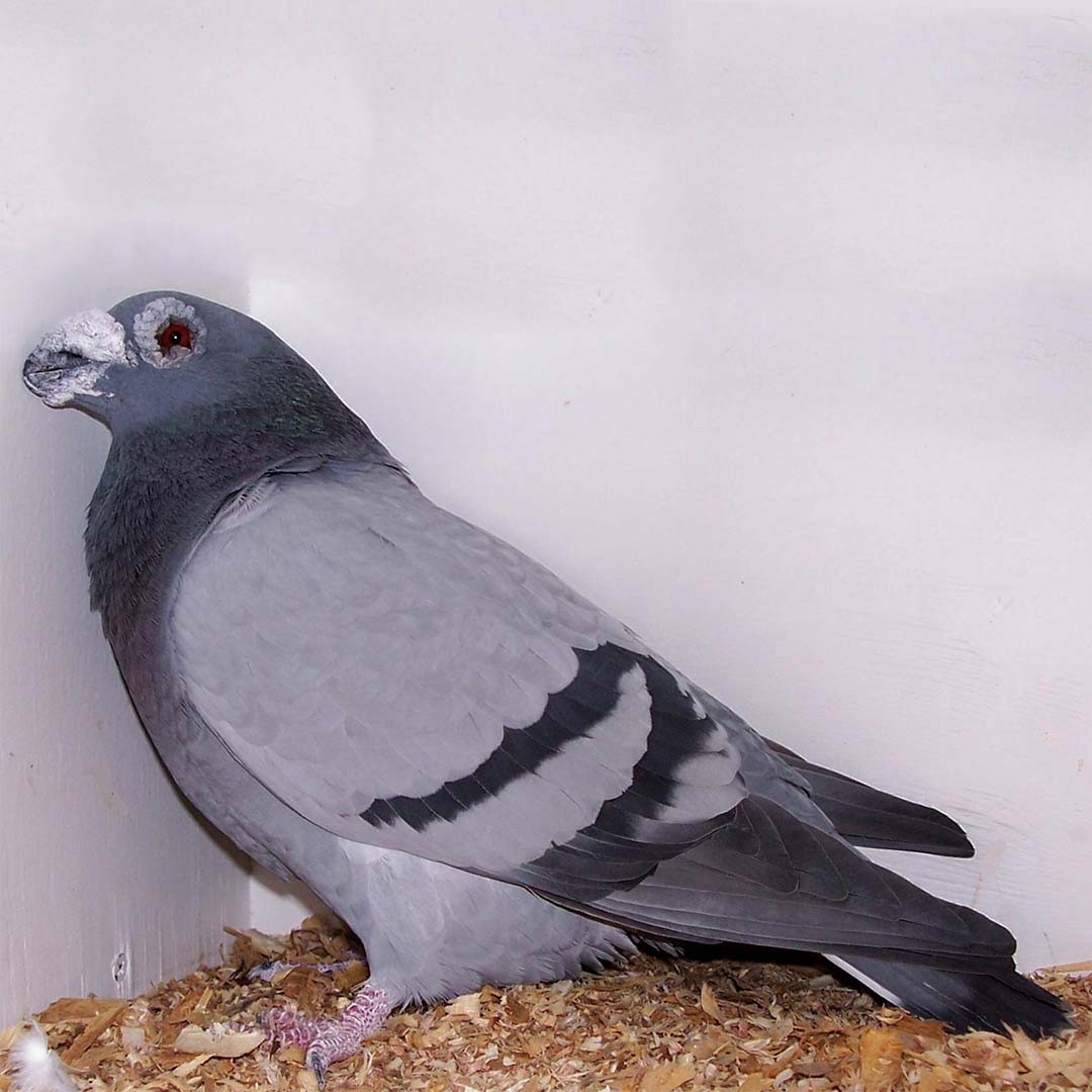Columba livia domesticus 'Dragoon' (Columba livia domesticus 'Dragoon')