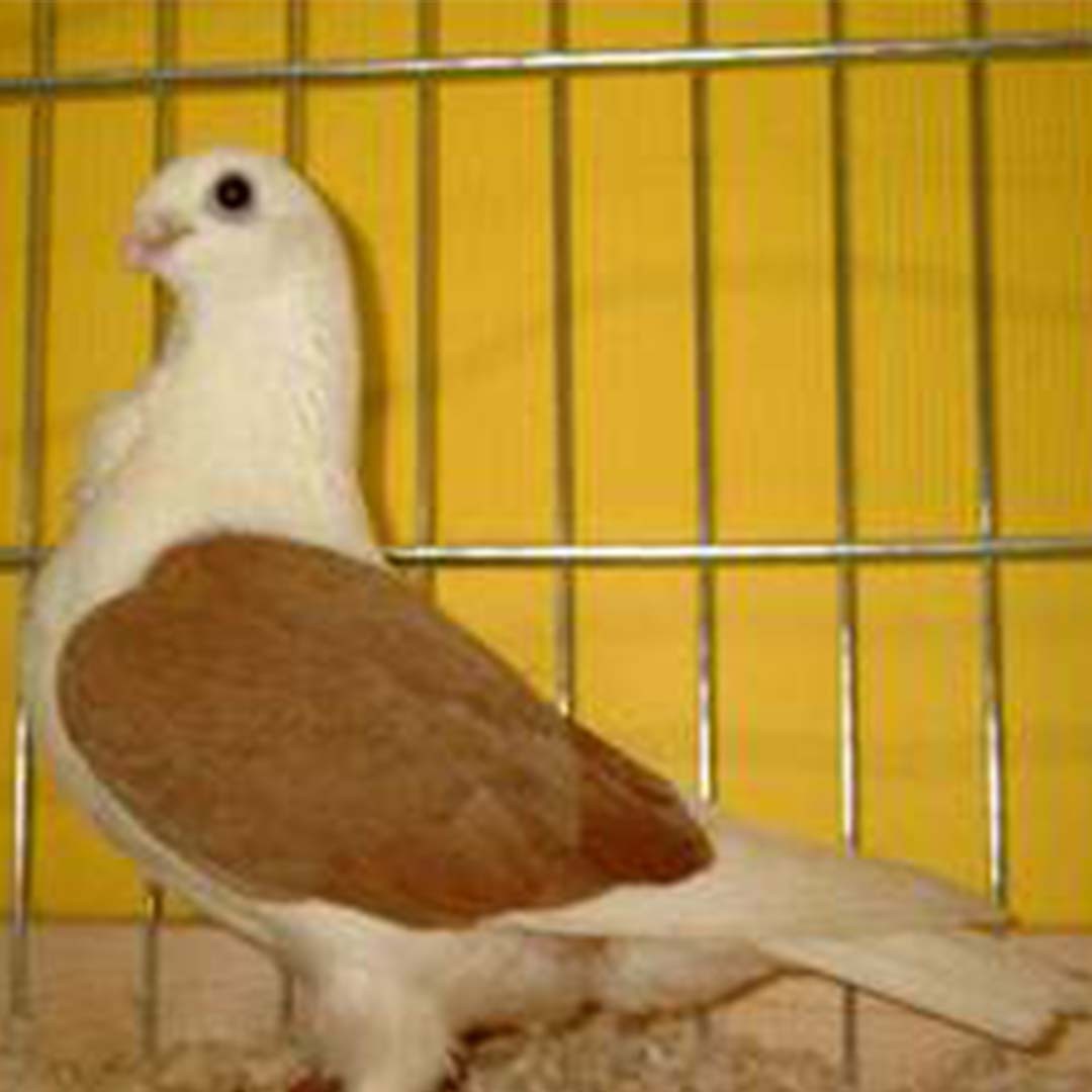 Columba livia domesticus 'Aachen Lacquer Shield Owl' (Columba livia domesticus 'Aachen Lacquer Shield Owl')