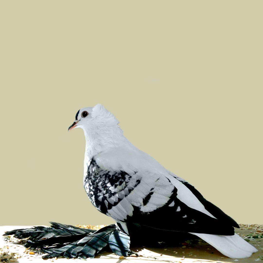 Columba livia domesticus 'Bohemian Fairy Swallow' (Columba livia domesticus 'Bohemian Fairy Swallow')