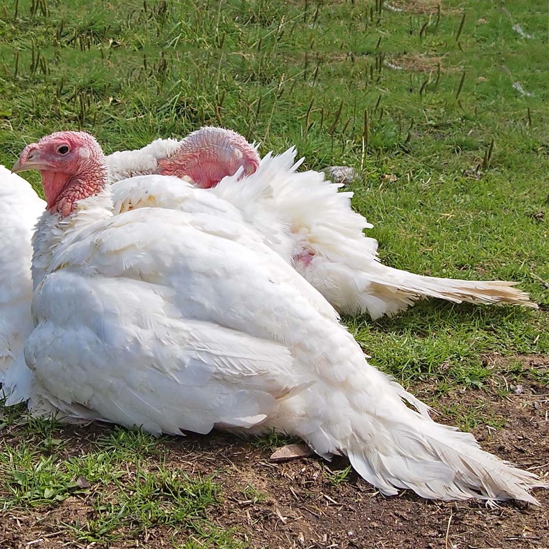 Meleagris gallopavo domesticus 'White Holland' (Meleagris gallopavo domesticus 'White Holland')