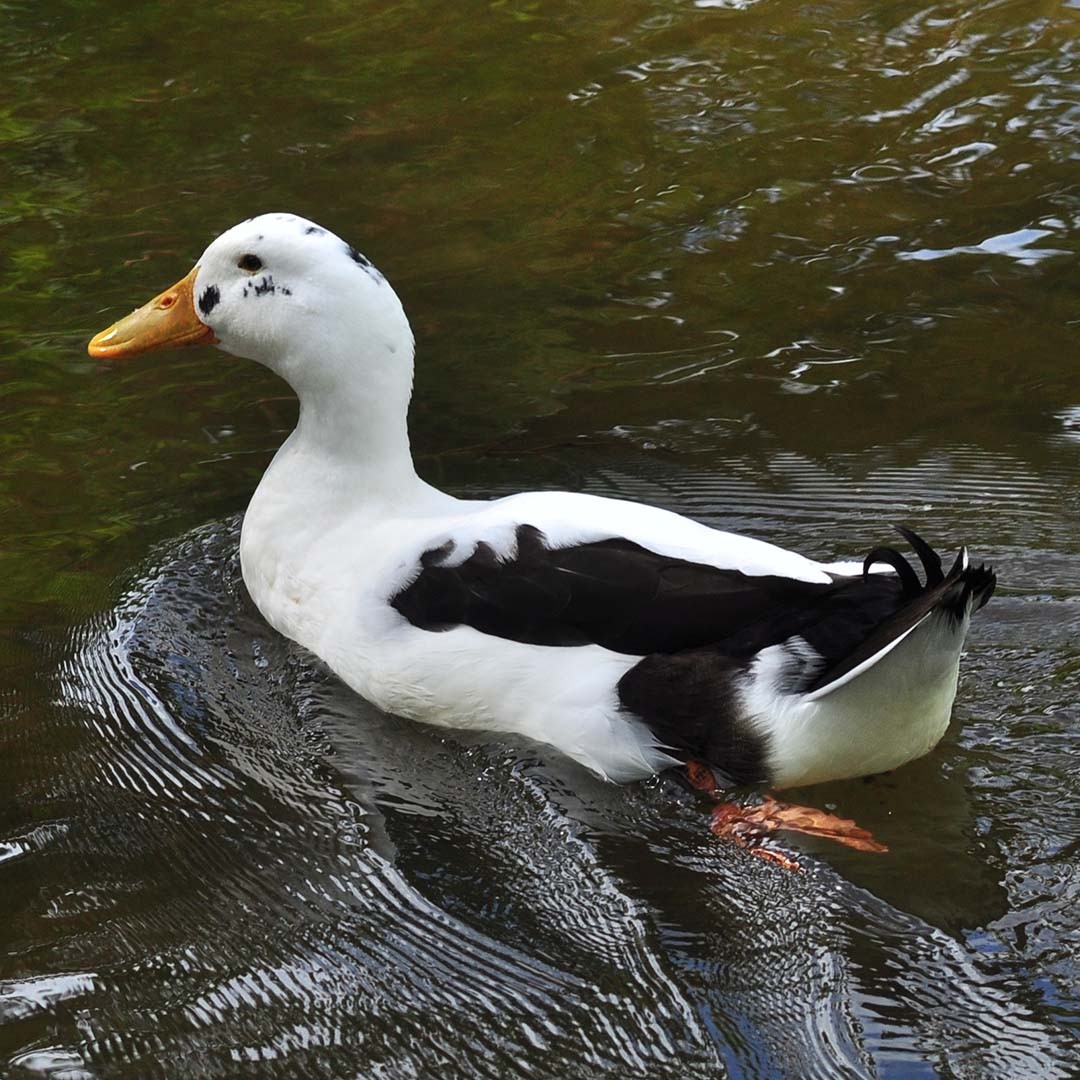 Anas platyrhynchos domesticus 'Ancona' (Anas platyrhynchos domesticus 'Ancona')