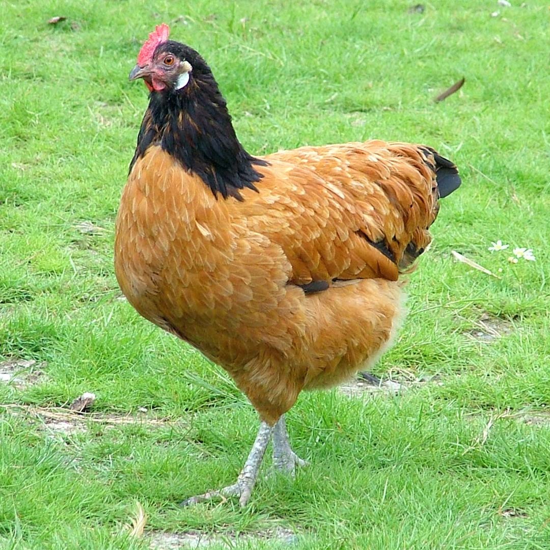Gallus gallus domesticus 'Vorwerkhuhn' (Gallus gallus domesticus 'Vorwerkhuhn')