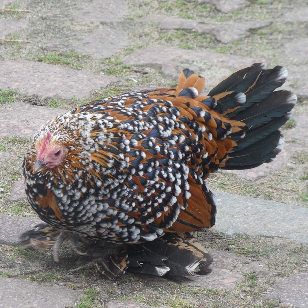 Gallus gallus domesticus 'Nederlandse Sabelpootkriel' (Gallus gallus domesticus 'Nederlandse Sabelpootkriel')